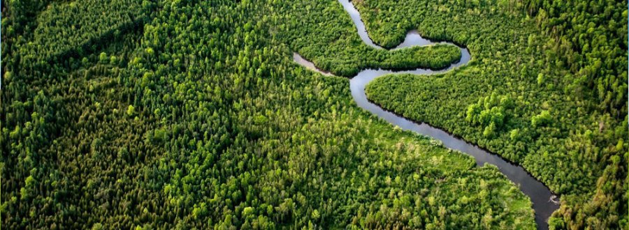 Затраты на разработку проекта освоения лесов